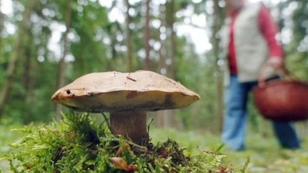 Грибы в Баварии содержат радиоактивные вещества