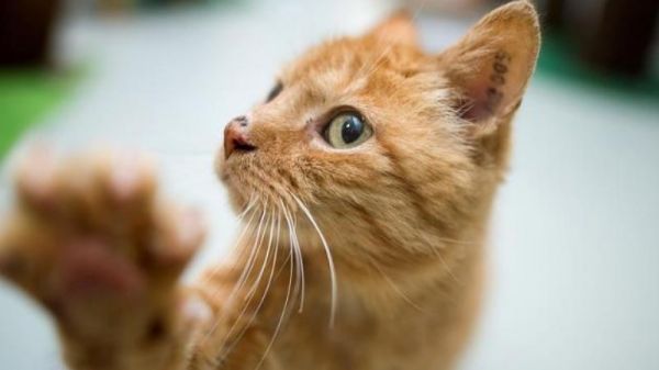 Сколько стоит содержание кошки в месяц