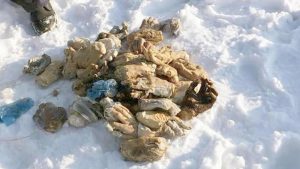 Находка, леденящая кровь: полсотни отрубленных рук на берегу реки