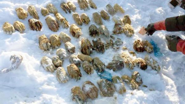 Находка, леденящая кровь: полсотни отрубленных рук на берегу реки