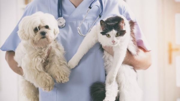 Потерялся питомец: как его найти и куда обращаться?