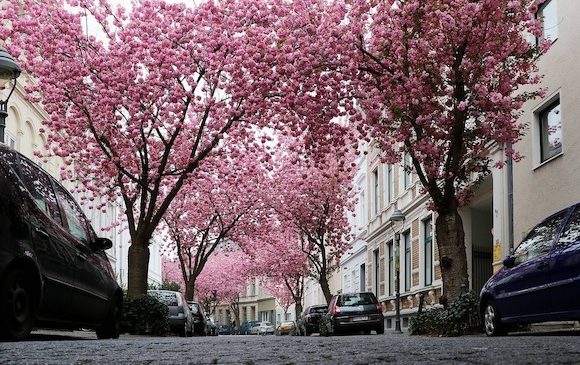 Бонн. Heerstraße- одна из красивейших улиц в мире!