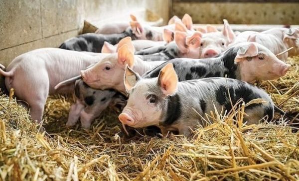 Экспорт мяса из Германии значительно сократился