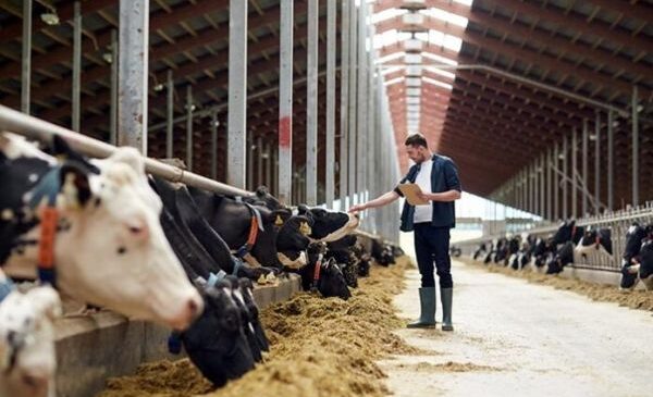 Цены на сельскохозяйственную продукцию падают