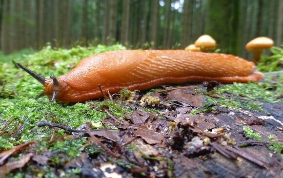 В Германии увеличилась популяция испанских слизней Arion vulgaris
