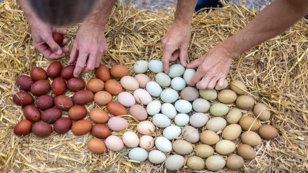 Отличная идея на Пасху: эти курицы несут&nbsp;разноцветные яйца&nbsp;