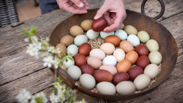 Отличная идея на Пасху: эти курицы несут&nbsp;разноцветные яйца&nbsp;
